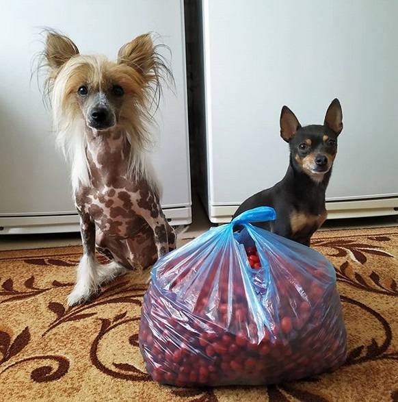 A Chinese Crested Dog and a chihuahua sitting on the floor behind the bag of berries