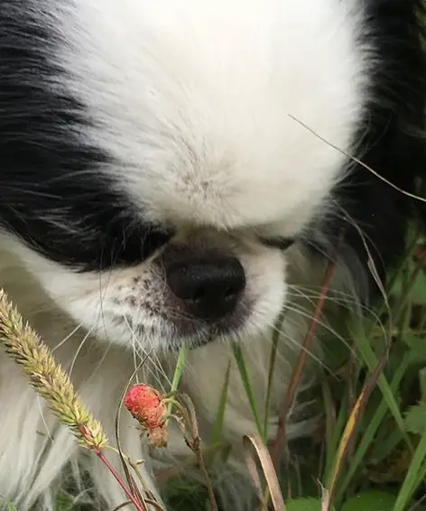 A Japanese Chin smelling the grass
