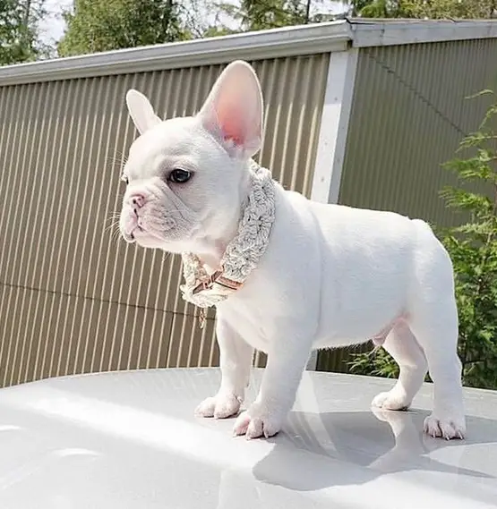 A white French Bulldog puppy wearing a white collar while standing on top of a white table outdoors