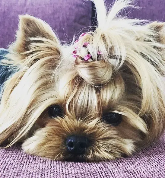 Yorkie with a pony tail on top o its head while lying on the purple couch