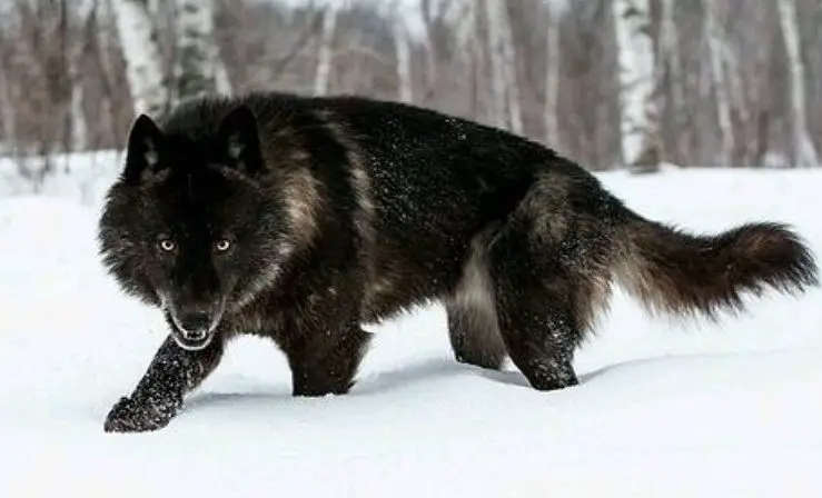 Black Wolf Names – The Ultimate List (75 Ideas!) – The Paws