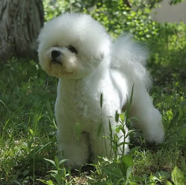 A Bichon Frise standing on the grass in the garden