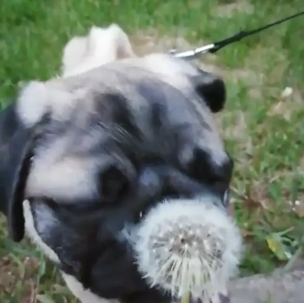 blurred photo of a pug smelling the dandelion