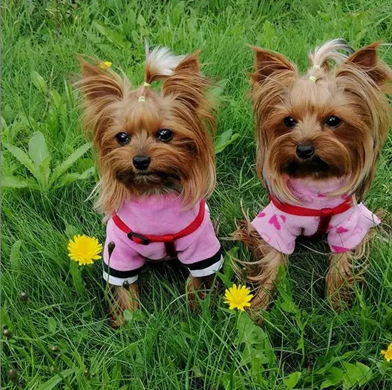two Yorkies wearing pink sweater sitting on the green grass