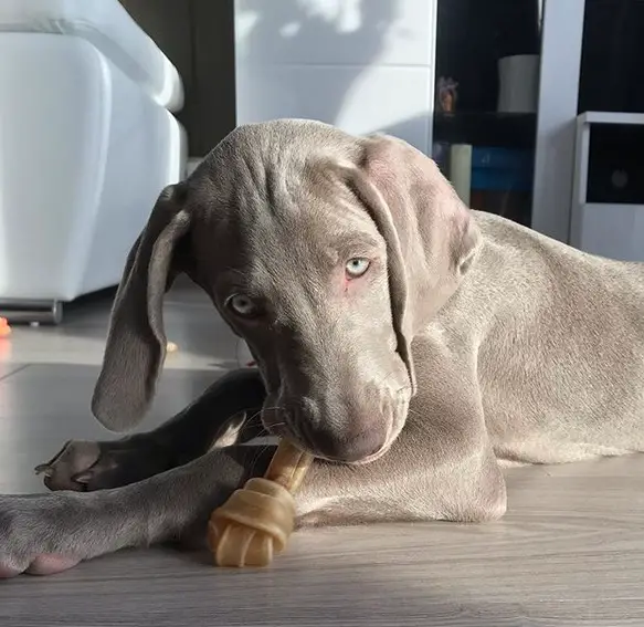 A Weimaraner puppy lying on the floor while biting its chew toy