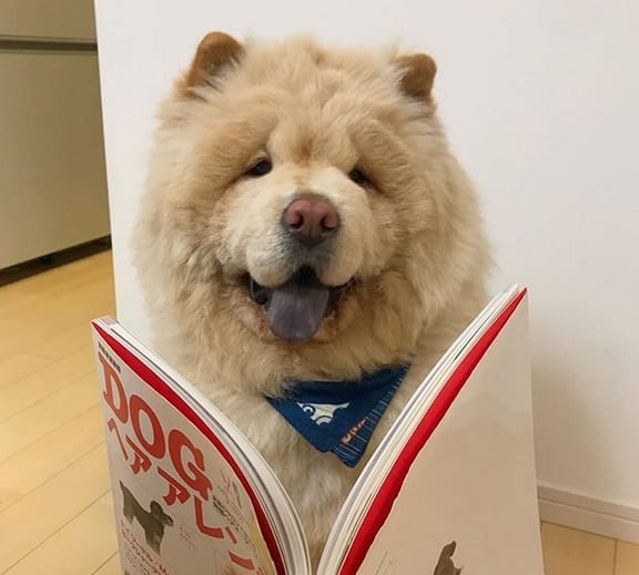 A Chow Chow sitting on the floor with an open book in front of him
