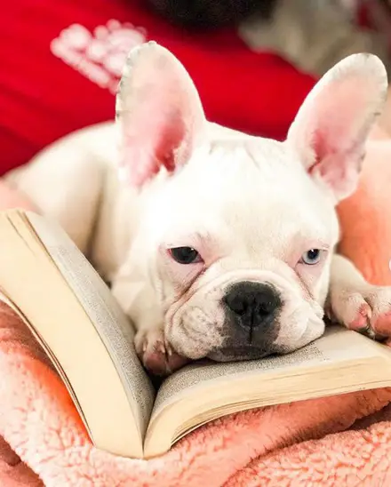 A French Bulldog lying down on the couch with its head face on top of the book