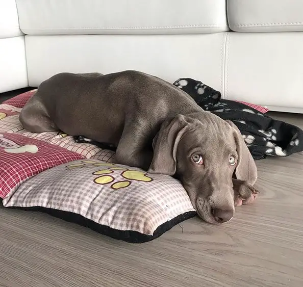 A Weimaraner lying down on the bed