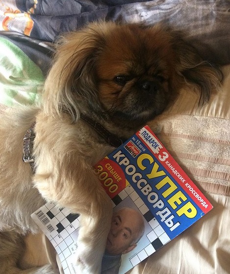 Pekingese lying on the bed with a word puzzle