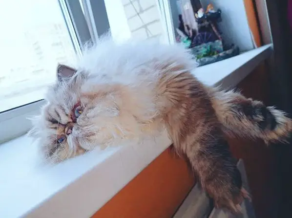 tired Persian Cat lying by the window sill