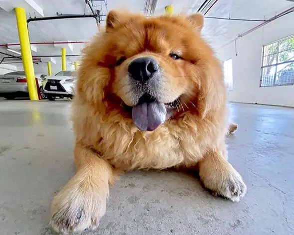 A Chow Chow lying on the floor with its tongue out