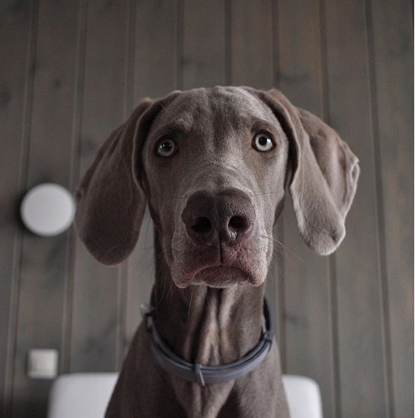 begging face of a Weimaraner