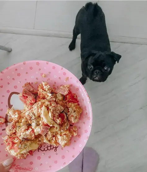 Pug on the floor looking up at food on plate in the hands of a woman
