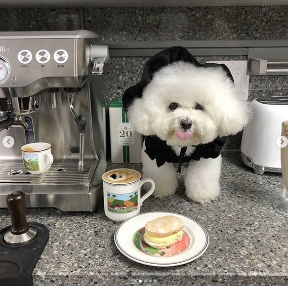 A Bichon Frise wearing a black dress while standing on the counter behind the food