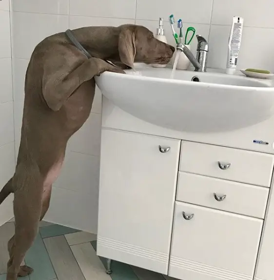 A Weimaraner standing up leaning towards the sink with running water