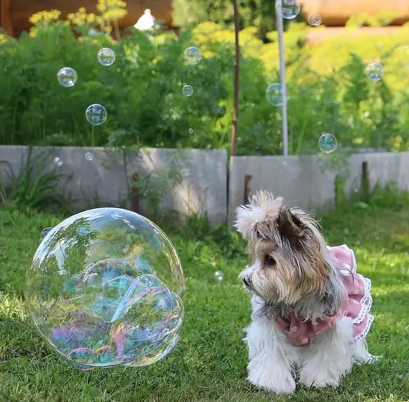 Yorkie walking in the grass while staring at the big bubbles next to her