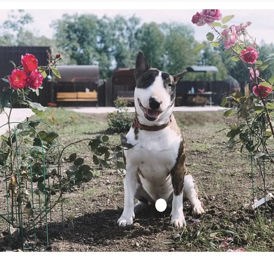 A Bull Terrier sitting in between the roses growing in the garden