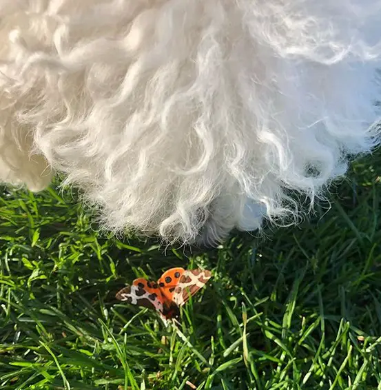 A Bichon Frise staring at the butterfly on the grass