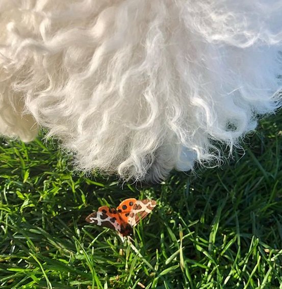 A Bichon Frise staring at the butterfly on the grass