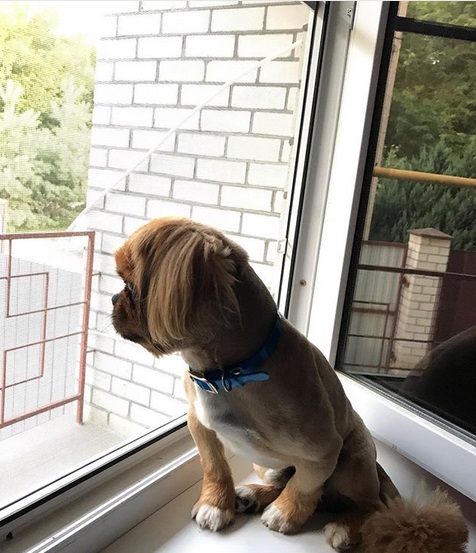 Pekingese sitting by the window sill while looking outside