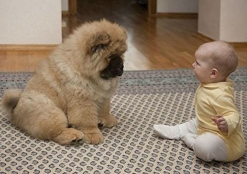 A Chow Chow puppy sitting on the carpet in front of the baby