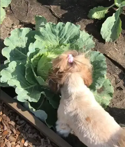 Shih Tzu eating the large cabbage growing in the garden