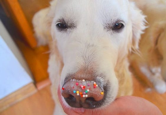 A Golden Retriever with sprinkles on its nose
