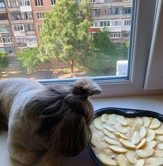 Shih Tzu lying by the window sill while staring at the sliced apples on a tray for baking