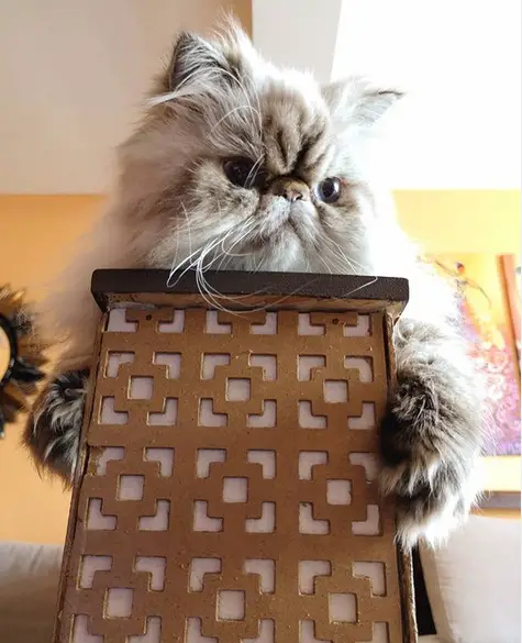 Persian Cat lying on top of the countertop divider
