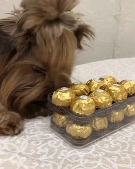 A Yorkshire Terrier smelling the ferrero chocolates in front of him