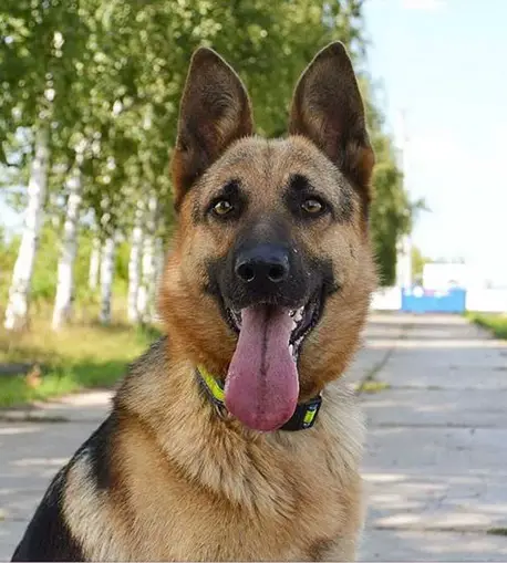 A German Shepherd sitting on the pavement while smiling with its tongue out