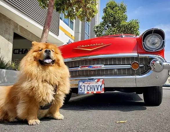 A Chow Chow sitting on the pavement with a parked car behind him