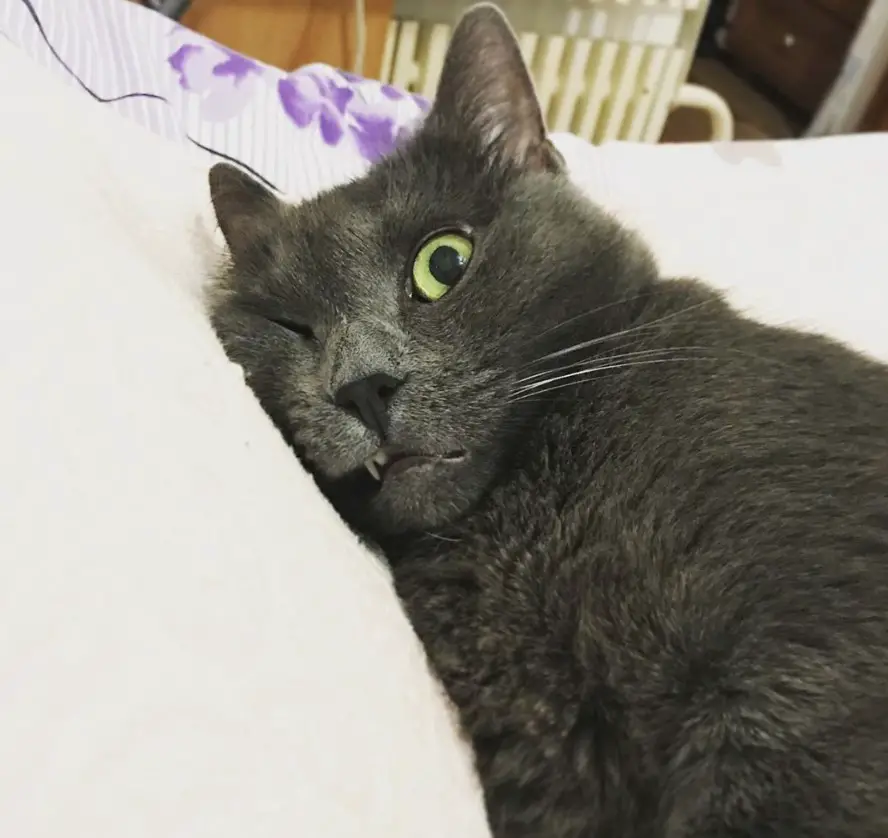 black cat lying sideways on the pillow with its one eye open and mouth slightly showing its teeth