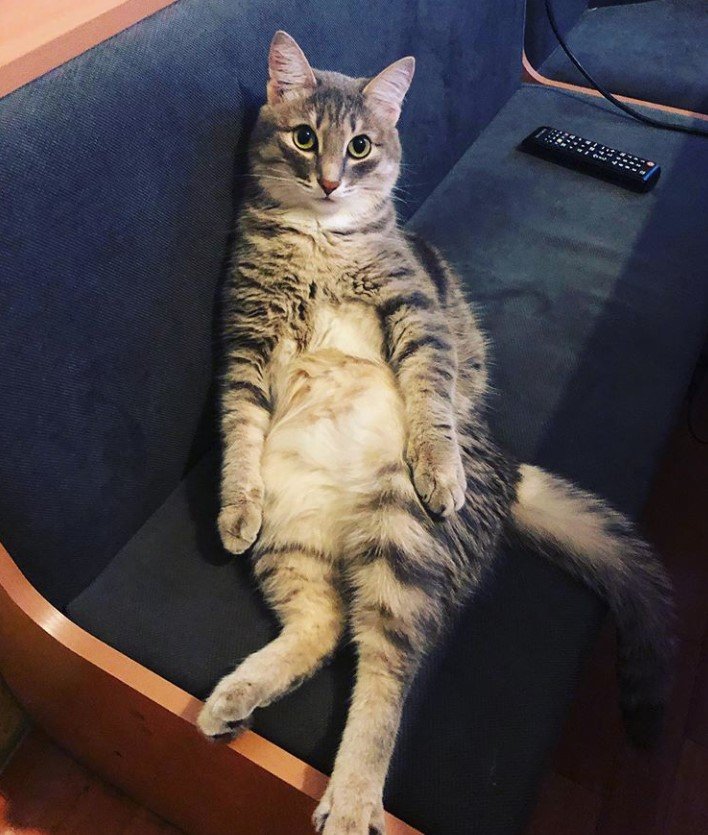 cat sitting on the couch while looking up with its innocent face