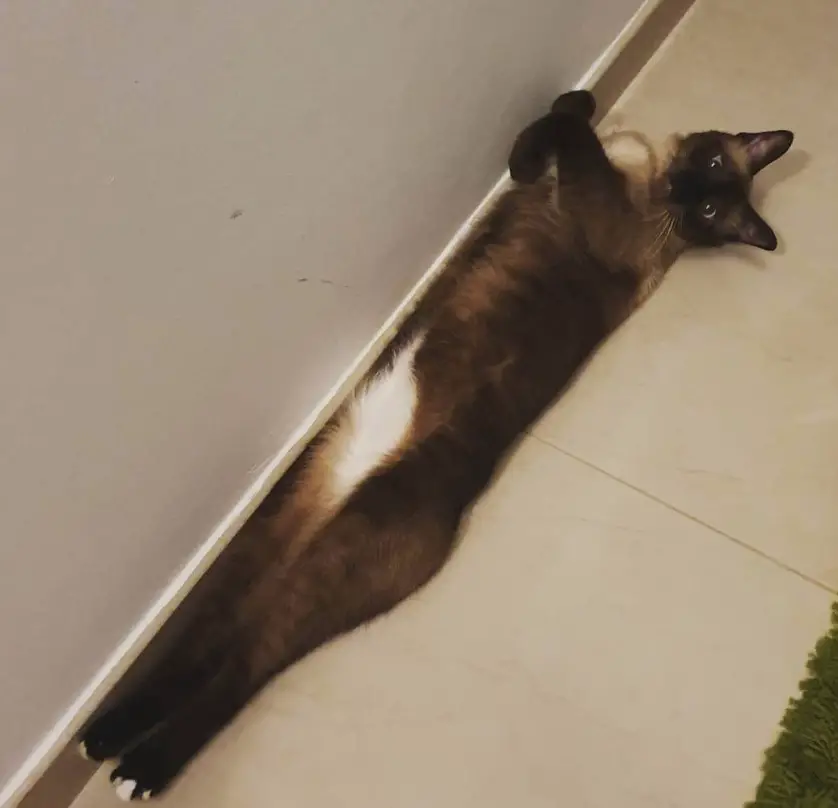 cat lying on the floor next to the wall with its straight body and stretched legs