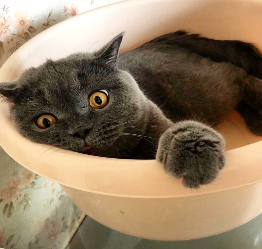 Cat inside a bucket
