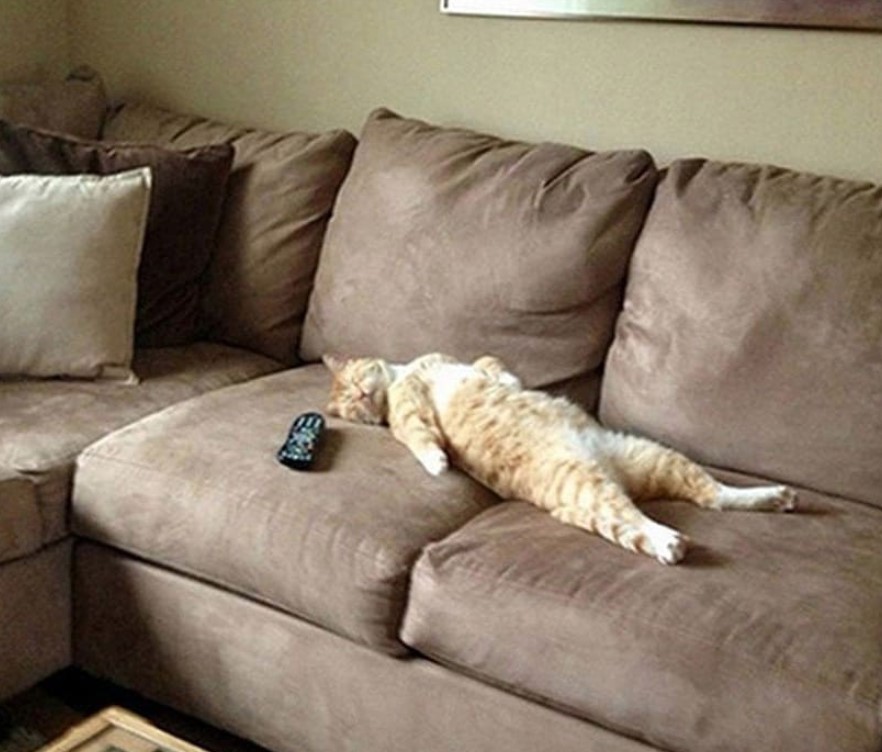Cat lying flat on its back while sleeping on the couch with a remote next to him