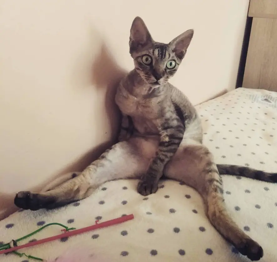 a cat sitting on the bed like a man