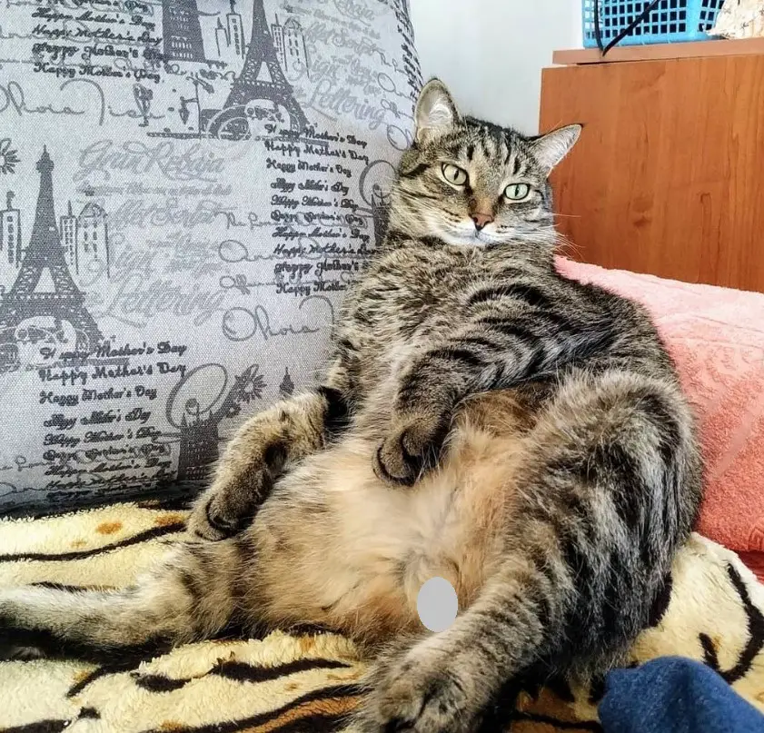 a cat sitting on the sofa with its legs spread out