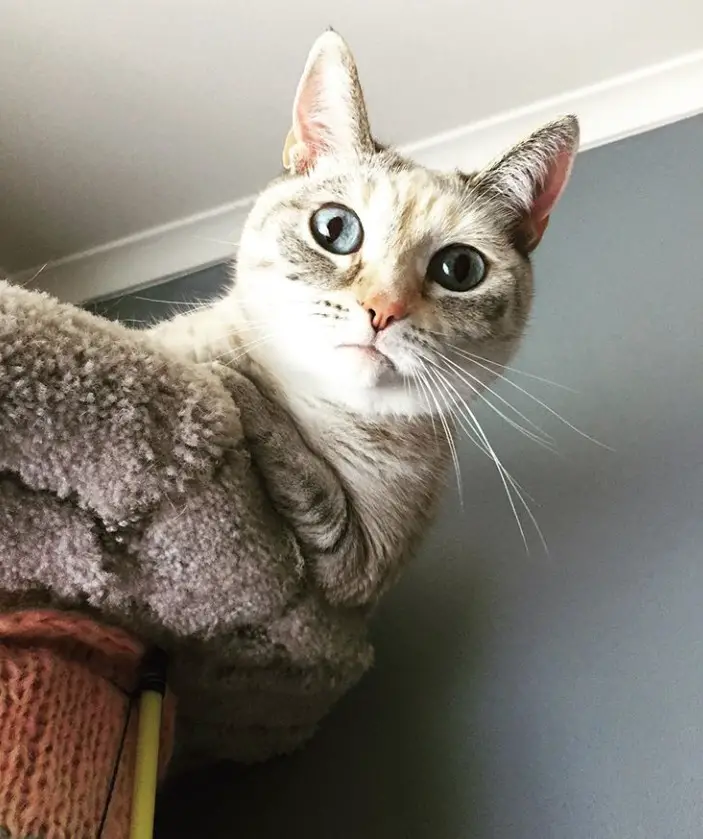cat lying on top of its bed while looking down with its its big eyes