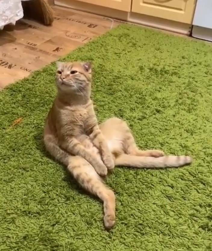 Cat sitting on the artificial grass like a human while looking sideways with its grumpy face