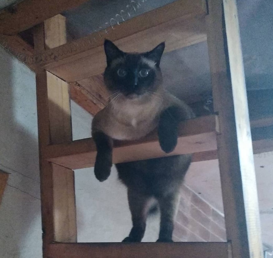 Cat hanging on the ladder