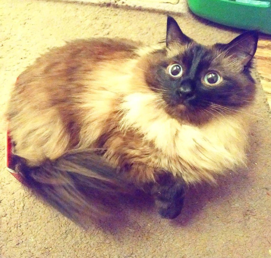 cat curled up lying on the floor while looking up with its shocked face