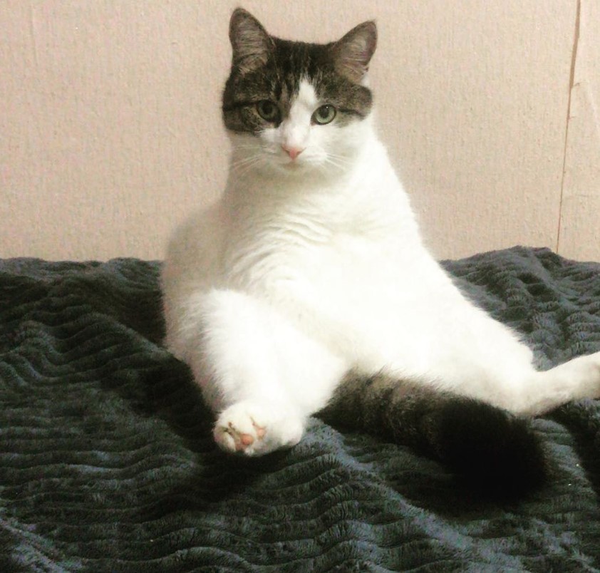 Cat sitting like a human