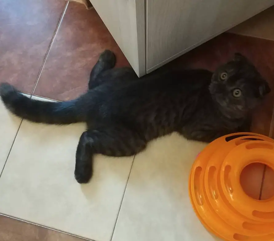 creepy Cat lying flat on its stomach while its head is turned on its back