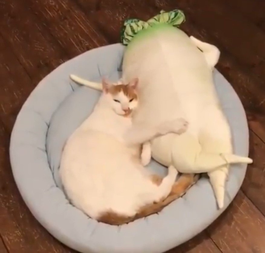 cat licking its mouth while lying on the bed with its paw on the leg of stuffed toy