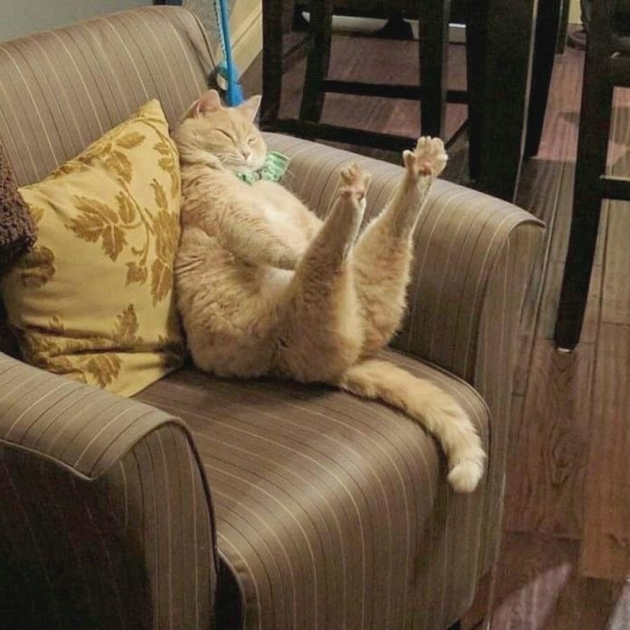 a cat sitting on the chair while stretching up his legs and feet