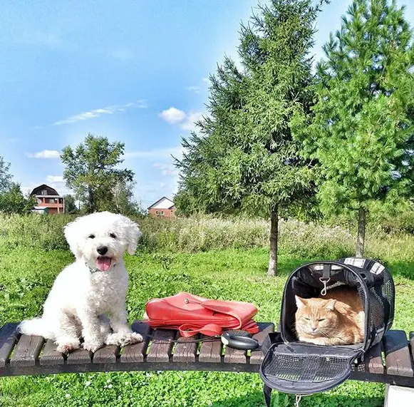 A Bichon Frise sitting on the bench next to a cat inside the bag at the park under the sun