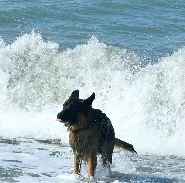 A German Shepherd catching the waves at the beach