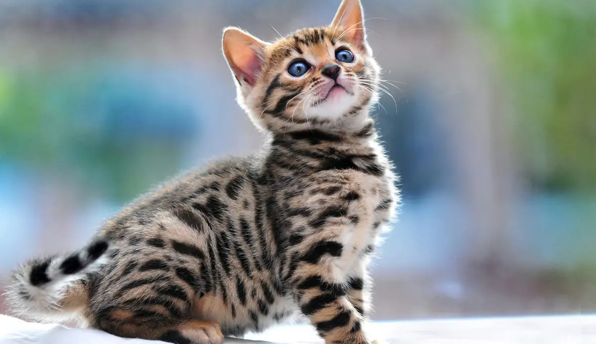Bengal kitten sitting on the floor while looking up with its adorable face
